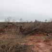 Constatan tala de árboles y quema de bosques en Itakyry