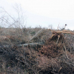 Constatan tala de árboles y quema de bosques en Itakyry