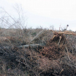 Constatan tala de árboles y quema de bosques en Itakyry