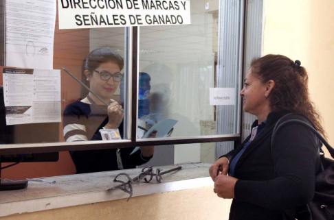 Desde la digitalización para la inscripción y reinscripción de marcas y señales de ganado se registró un total de 3.449 documentos ingresados en el departamento Central.
